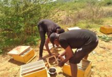 Young Tanzanian agripreneur secures export market for bee products in South Africa