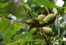 The Growing Pecan Market in South Africa