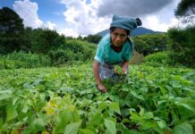 Urgent investment in rural areas is needed to safeguard global food security says UN’s IFAD
