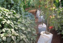 Kenya urban farming has potential to create resilient city, town families during crisis
