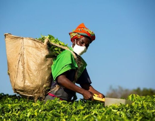 20210826_EthicalTeaPartnership_Malawi_KarelPrinsloo_90.jpg (2) (002)