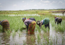 African Development Bank approves $11.7 million to facilitate access to fertilizers for African farmers