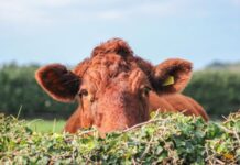 Compassion in World Farming shines spotlight on key industries benefitting from factory farming despite evidence of devastating impacts