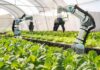 Rijk Zwaan and eternal.ag explore tomato traits for robotic harvesting