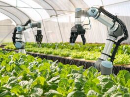 Rijk Zwaan and eternal.ag explore tomato traits for robotic harvesting