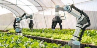 Rijk Zwaan and eternal.ag explore tomato traits for robotic harvesting