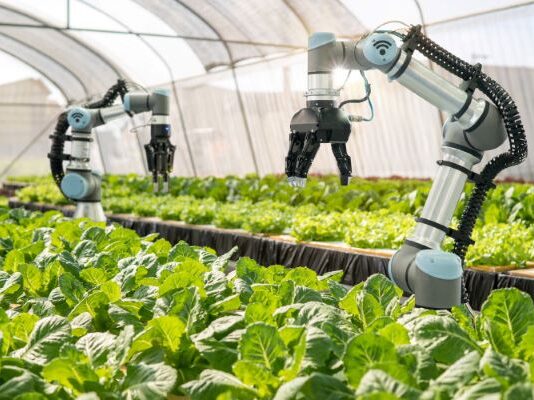 Rijk Zwaan and eternal.ag explore tomato traits for robotic harvesting