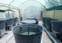 Adaptive Integrated Aqua-Agriculture Research Tackles Food and Nutrition Security in East Africa.