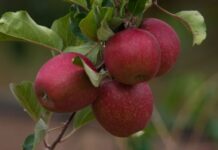 Measuring starch breakdown is the key to high FLASH GALA ™ packouts.