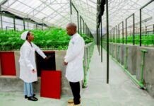 Young Rwandan lady develops mobile app to enhance potato production