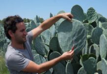 The spineless cactus, a promising source of sustainable energy