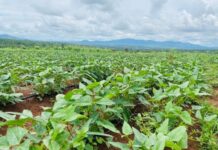 Satellite imagery to aid Uganda farmers boost yields by solving climate change challenges