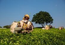 Rwanda’s tea sector: The Potential $8 million Savings through Responsible Digital Payments