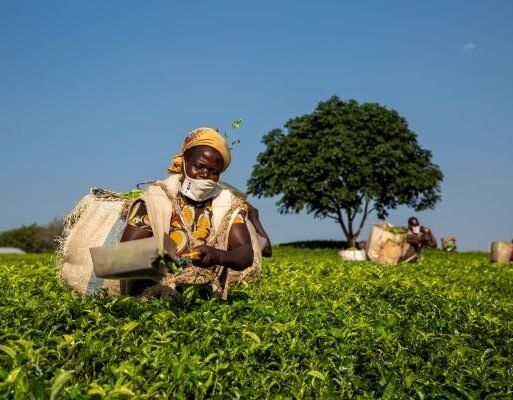 EthicalTeaPartnership_Malawi_KarelPrinsloo_94.jpg (002)