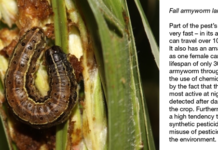 One million farmers in Africa to benefit from new initiative to extend icipe’s highly successful, climate-smart, agroecological fall armyworm package