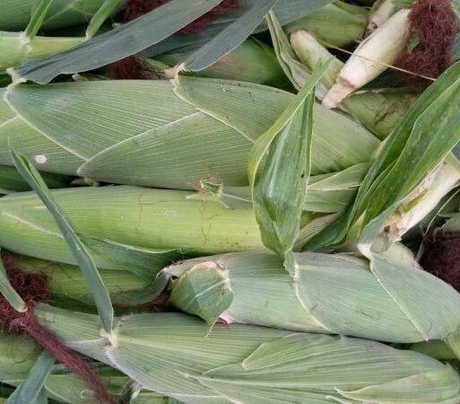 Harvested green maize (002)