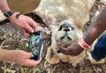 World Animal protection condemns the brutal Killing of six Lions in Kajiado County, Kenya