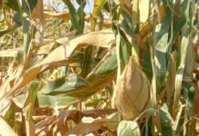 CIMMYT introduces climate-resilient maize and legume systems in Southern Africa amid unprecedented drought