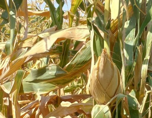 Maize drying up at one of the farmes in Kenya. For the first time the country is planning to use its parastatals to produce maize to curb shortage_ (002)