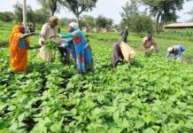 Uganda microfinance now offers farmers loans with low interest rates than commercial banks