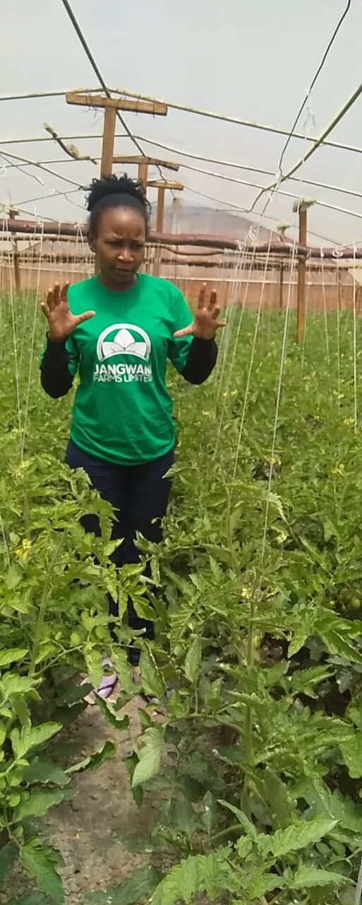 Shirley Kingotho in one of her greenhouse farms (002)