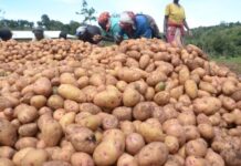 Opportunity International, Kenyan telco launch AI chatbot to support smallholder farmers with real-time, relevant farming practices