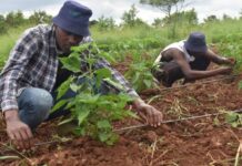 New FAO Report Urges Urgent Action to Empower Youth in Agrifood Systems