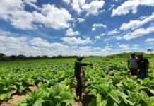 Shisha tobacco takes Zimbabwe farmers by storm