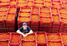 How modern sorting, grading and packing solutions are making tomato packhouses more competitive