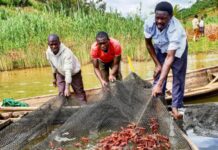 Rwanda to launch program to bridge practical skills gap in aquaculture industry