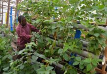 Young woman changing Kenya’s dry lands into green vegetable fields through aquaponics and hydroponic farming