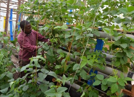 Youth tending to vegetables in one Hydroponics greenhouse belonging to Shirley’s Jangwani Farms L (002)