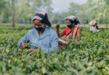 How the Agriculture Industry in Africa Can Reduce Air Quality Pollution