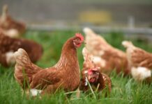 Tips for Avoiding Avian Flu Among Your Flock
