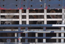 Citizens worldwide demand action to stop animal transport cruelty