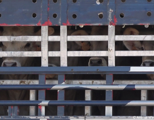 90236_© Compassion in World Farming