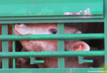 Compassion urges veterinary community to help end cruel export of live animals to non-EU countries
