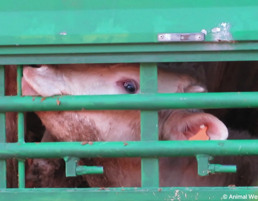 90237_© Compassion in World Farming