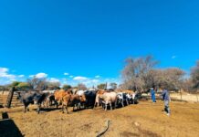 Cargill and partners announce first Gold Standard-approved methane emissions reduction methodology for beef producers