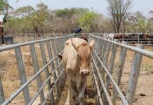 Hope for Uganda livestock keepers as scientists develop first of its kind anti-tick vaccine