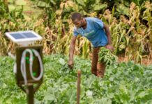 Young Kenyan woman sets farmers ahead of pests and diseases with cutting-edge technology