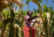 New IFAD initiative with EU funding to boost rural development in Kenya through digital remittances