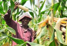 Tanzania to formalise trading of agricultural crops, issues new directives