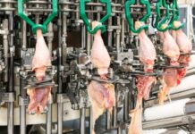 Meyn launches new Physic In-Line Thigh Deboner M1.0