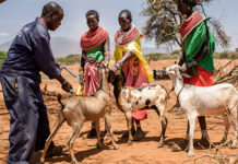 Realizing the potential of livestock to end malnutrition