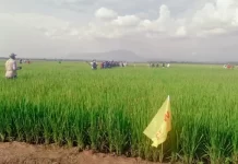 Uganda in partnership with FAO, China launches high-yielding climate smart rice to up farmers’ production