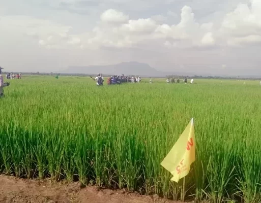 Rice plantation in Uganda