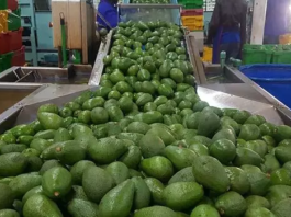 East Africa Community launches agri-export campaign to create awareness on market opportunities