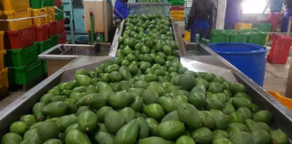 East Africa Community launches agri-export campaign to create awareness on market opportunities