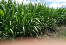 Kenya livestock farmers counts on Thailand’s Super Napier Grass (Pakchong 1) to improve production